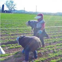 Celebrating Farm Workers This Labor Day
